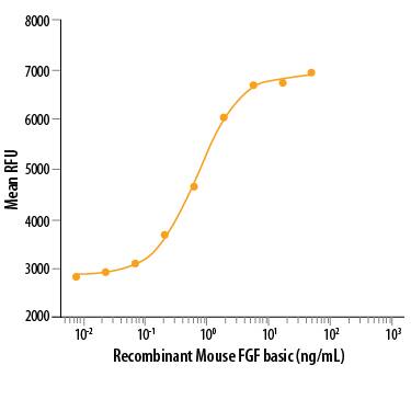 Recombinant Mouse FGF basic/FGF2/bFGF (Catalog # 3139-FB) stimulates cell proliferation of the NR6R‑3T3 mouse fibroblast cell line. The ED50 for this effect is 0.3-1.8 ng/mL.