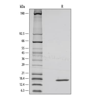 1 μg/lane of Recombinant Mouse FGF basic/FGF2 was resolved with SDS-PAGE under reducing (R) conditions and visualized by silver staining, showing a single band at 18 kDa.