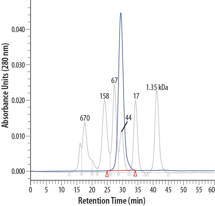 40 µg of Recombinant Human FSH  alpha / beta  (blue line) was applied onto a Superdex 200 column. The peak eluted at approximately 44 kDa, form overlaid on the molecular weight markers (gray line), corresponds to the dimeric molecular mass.
