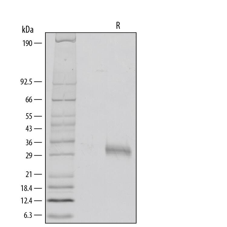 1 μg/lane of Recombinant Human Fc gamma  RIIA/CD32a (R167) was resolved with SDS-PAGE under reducing (R) conditions and visualized by silver staining, showing a band at 26-36 kDa.