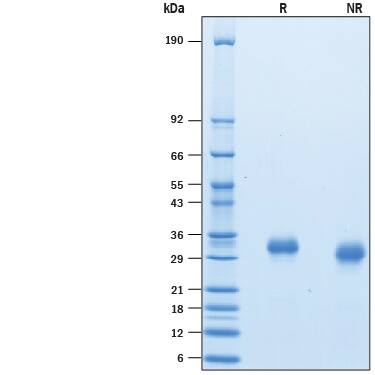 SDS-Page Fc gamma RIIB/C (CD32b/c) [Biotin]