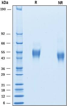 2 μg/lane of Biotinylated Recombinant Human Fc gamma  RIIIA/CD16a (F176) His-tag Avi-tag (Catalog # AVI8894) was resolved with SDS-PAGE under reducing (R) and non-reducing (NR) conditions and visualized by Coomassie® Blue staining, showing bands at 48-57 kDa.