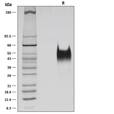 1 μg/lane of Recombinant Human Fc gamma  RIIIB/CD16b was resolved with SDS-PAGE under reducing (R) conditions and visualized by silver staining, showing a band at 43-60 kDa.