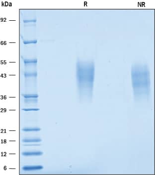SDS-Page Fc gamma RIIIB/CD16b [Unconjugated]