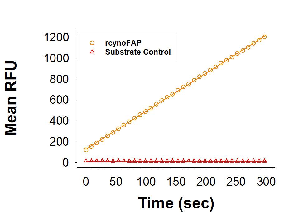 Recombinant Cynomolgus Fibroblast Activation Protein (Catalog # 10278-SE) is measured by its ability to convert the substrate benzyloxycarbonyl-Gly-Pro-7-amido-4-methylcoumarin (Z-GP-AMC) to Z-Gly-Pro and 7-amino-4-methlycoumarin (AMC).