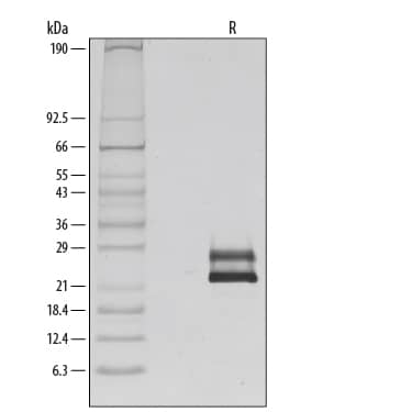 1 µg/lane of Recombinant Human Flt-3 Ligand/FLT3L was resolved with SDS-PAGE under reducing (R) conditions and visualized by silver staining, showing major bands at 24-28 kDa. Multiple bands are due to variable glycosylation.