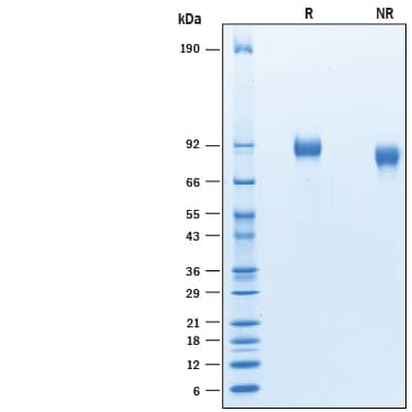 2 μg/lane of Recombinant Human Flt-3/Flk-2 His-tag was resolved with SDS-PAGE under reducing (R) and non-reducing (NR) conditions and visualized by Coomassie® Blue staining, showing bands 80-95 at kDa.