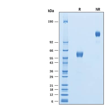 SDS-Page Frizzled-8 [Biotin]