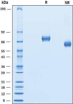 SDS-Page GASP-1/WFIKKN2 [Unconjugated]