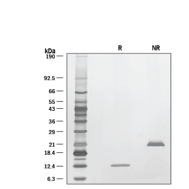 SDS-Page GDF-11/BMP-11 [Unconjugated]