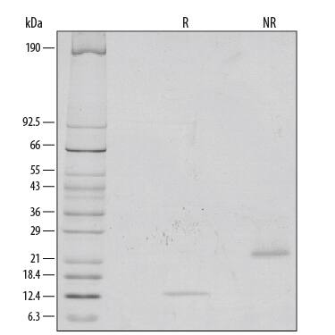 1 μg/lane of Recombinant Human/Mouse/Rat GDF-8/Myostatin was resolved with SDS-PAGE under reducing (R) and non-reducing (NR) conditions and visualized by silver staining, showing the main bands at 12 kDa and 24 kDa, respectively.