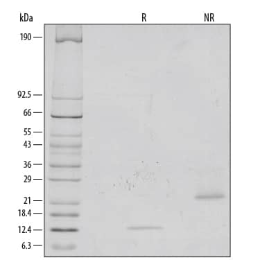 SDS-Page GDF-8/Myostatin [Unconjugated]