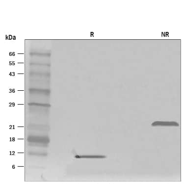 1 μg/lane of Recombinant Mouse GDF-15 (Catalog # 8944-GD) was resolved with SDS-PAGE under reducing (R) and non-reducing (NR) conditions and visualized by silver staining, showing bands at 10.5 kDa and 22 kDa, respectively.