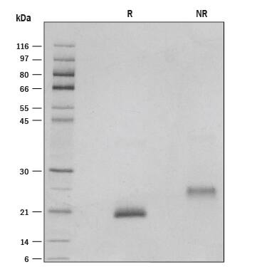 1 μg/lane of Recombinant Human GDF-9 was resolved with SDS-PAGE under reducing (R) and non-reducing (NR) conditions and visualized by silver staining, showing single bands at 20 kDa and 26 kDa, respectively.