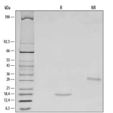 SDS-Page GDNF [Unconjugated]