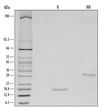 1 μg/lane of Recombinant Human GDNF was resolved with SDS-PAGE under reducing (R) and non-reducing (NR) conditions and visualized by silver staining, showing single bands at 17 kDa and 34 kDa, respectively.