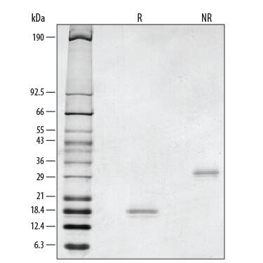 1 μg/lane of Recombinant Rat GDNF was resolved with SDS-PAGE under reducing (R) and non-reducing (NR) conditions and visualized by silver staining, showing major bands at 19 kDa and 33 kDa, respectively.