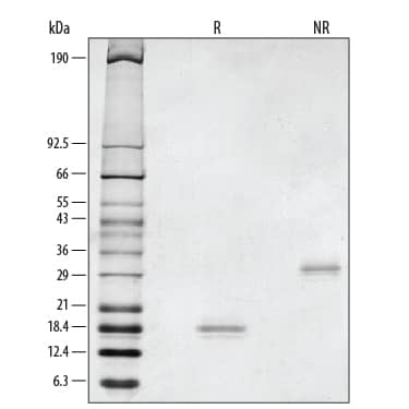 1 μg/lane of Recombinant Rat GDNF was resolved with SDS-PAGE under reducing (R) and non-reducing (NR) conditions and visualized by silver staining, showing major bands at 19 kDa and 33 kDa, respectively.