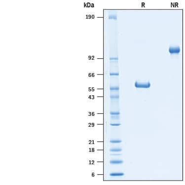 SDS-Page GITR/TNFRSF18 [Biotin]