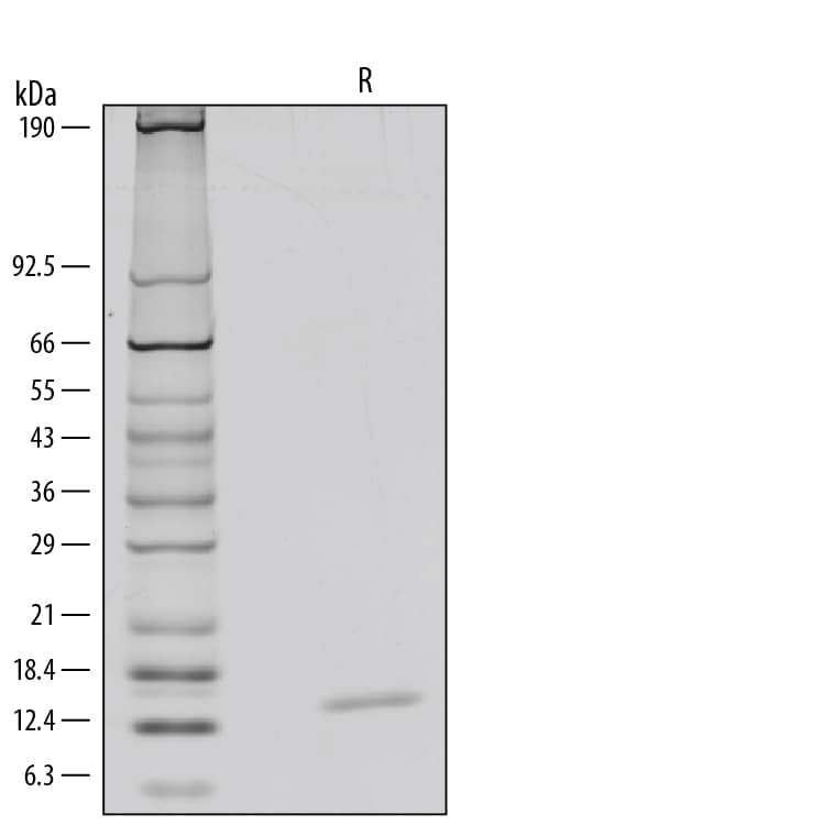 1 μg/lane of Animal-FreeTMRecombinant Human IL-4 (Catalog # AFL215) was resolved with SDS-PAGE under reducing (R) conditions and visualized by silver staining, showing a single band at 13 kDa.