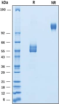 SDS-Page GPIHBP1 [Unconjugated]