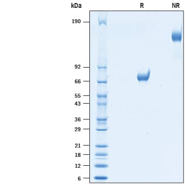 SDS-Page GPVI [Unconjugated]
