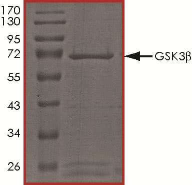 The approximate molecular weight is 73 kDa and the purity is > 70%.