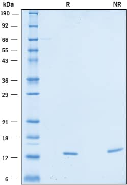 SDS-Page Galectin-2 [Unconjugated]