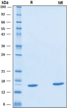 2 μg/lane of Recombinant Human Galectin‑3C was resolved with SDS-PAGE under reducing (R) and non-reducing (NR) conditions and visualized by Coomassie® Blue staining, showing bands at 14-18 kDa.