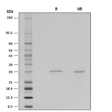 1 μg/lane of Recombinant Human Galectin-3 was resolved with SDS-PAGE under reducing (R) and non-reducing (NR) conditions and visualized by silver staining, showing single bands at 29.9 kDa and 29.8 kDa, respectively.
