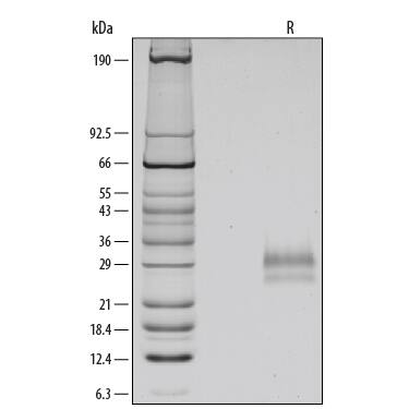 SDS-Page Gremlin 1 [Unconjugated]