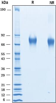 2 μg/lane of Recombinant Human Guanylyl Cyclase C/GUCY2C was resolved with SDS-PAGE under reducing (R) and non-reducing (NR) conditions and visualized by Coomassie® Blue staining, showing bands at 73-81 kDa.