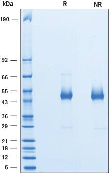 2 μg/lane of Recombinant Human HSP47 was resolved with SDS-PAGE under reducing (R) and non-reducing (NR) conditions and visualized by Coomassie® Blue staining, showing a band at ~50 kDa under R conditions.