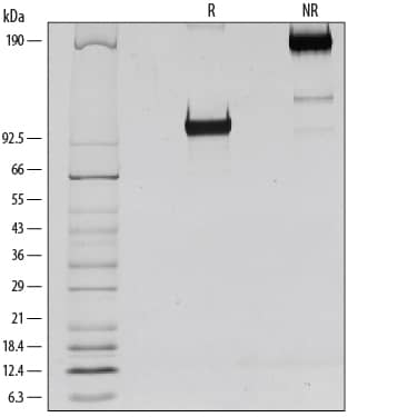SDS-Page ICAM-1/CD54 [Unconjugated]