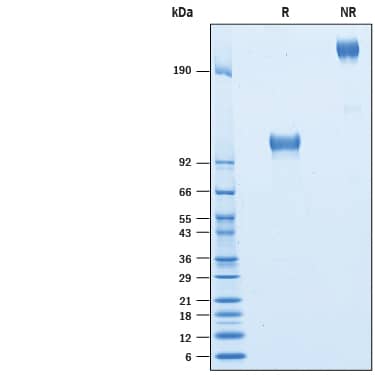 2 μg/lane of Biotinylated Recombinant Human ICAM-1/CD54 Fc Chimera Avi-tag (Catalog # AVI720) was resolved with SDS-PAGE under reducing (R) and non-reducing (NR) conditions and visualized by Coomassie® Blue staining, showing bands at 95-125 kDa and 195-215 kDa, respectively.