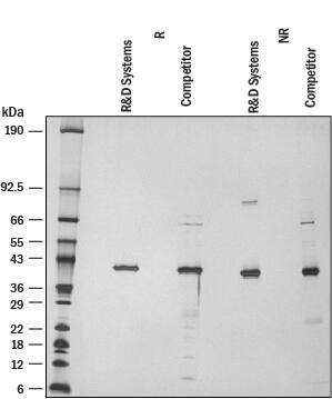 SDS-Page IDO2 [Unconjugated]