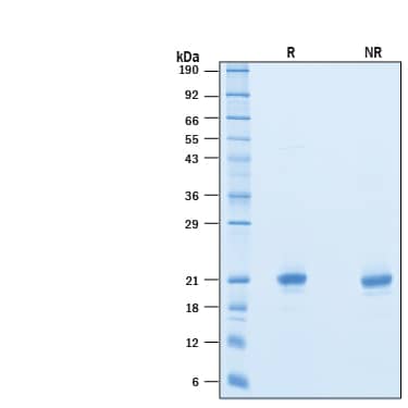 2 μg/lane of Recombinant Mouse IFN-alpha 1 (Catalog # 10148-IF) was resolved with SDS-PAGE under reducing (R) and non-reducing (NR) conditions and visualized by Coomassie® Blue staining, showing bands at 18-22 kDa.