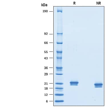 SDS-Page IFN-alpha J1/IFNA7 [Unconjugated]
