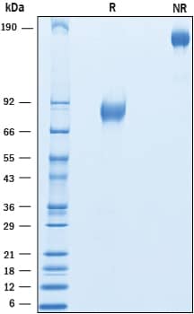 SDS-Page IFN-alpha/beta R2 [Unconjugated]