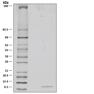 SDS-Page IGF-II/IGF2 [Unconjugated]