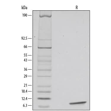 1 μg/lane of Recombinant Human IGF-I / IGF-1 was resolved with SDS-PAGE under reducing (R) conditions and visualized by silver staining, showing a single band at 7 kDa.