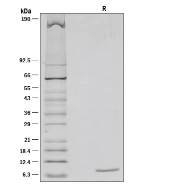 1 µg/lane of Recombinant Mouse IGF-I/IGF-1 was resolved with SDS-PAGE under reducing (R) conditions and visualized by silver staining, showing a single band at 8 kDa.