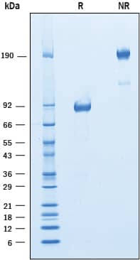 <b>Biological Strategies Validation. </b>2 μg/lane of Recombinant Mouse IGSF4C was resolved with SDS-PAGE under reducing (R) and non-reducing (NR) conditions and visualized by Coomassie® Blue staining, showing bands at 81-93 kDa and 160-190 kDa, respectively.