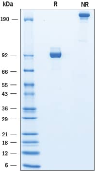 2 μg/lane of Recombinant Human IGSF8/CD316 Fc Chimera was resolved with SDS-PAGE under reducing (R) and non-reducing (NR) conditions and visualized by Coomassie® Blue staining, showing bands at 86-113 kDa and 170-230 kDa, respectively.