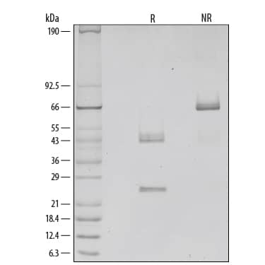 SDS-Page IL-12 [Unconjugated]