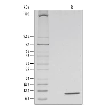 1 μg/lane of Recombinant Mouse IL-13 was resolved with SDS-PAGE under reducing (R) conditions and visualized by silver staining, showing a single band at 9 kDa.