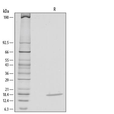 1 μg/lane of Recombinant Mouse IL-1 alpha /IL-1F1 was resolved with SDS-PAGE under reducing (R) conditions and visualized by silver staining, showing a single band at 18 kDa.