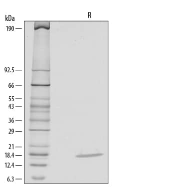 1 μg/lane of Recombinant Mouse IL-1 alpha /IL-1F1 was resolved with SDS-PAGE under reducing (R) conditions and visualized by silver staining, showing a single band at 18 kDa.