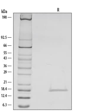 SDS-Page IL-1 beta/IL-1F2 [Unconjugated]