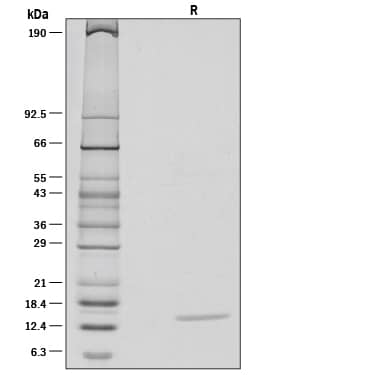 SDS-Page IL-22 [Unconjugated]
